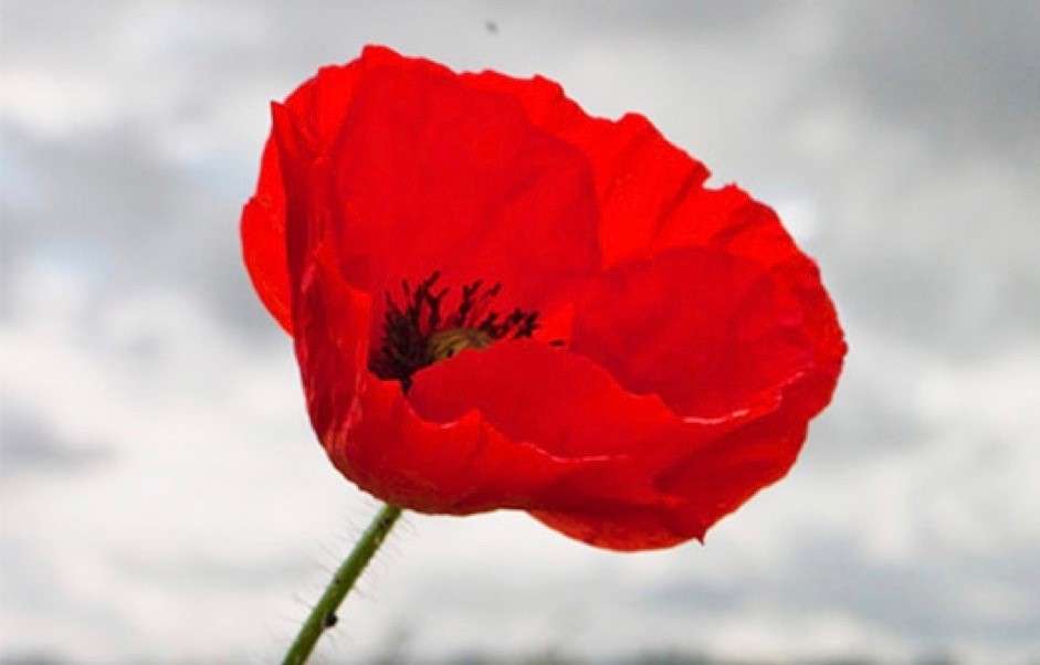100 Years of Remembrance